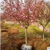 基地园林直销3-5公分各种规格樱花树 品种全易成活早樱晚樱