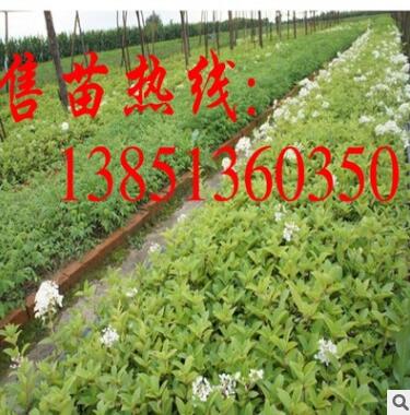 大量批发木绣球小苗 大规格木绣球树苗 白绣球苗 斗球苗图2