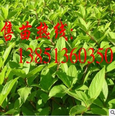 大量批发木绣球小苗 大规格木绣球树苗 白绣球苗 斗球苗图3