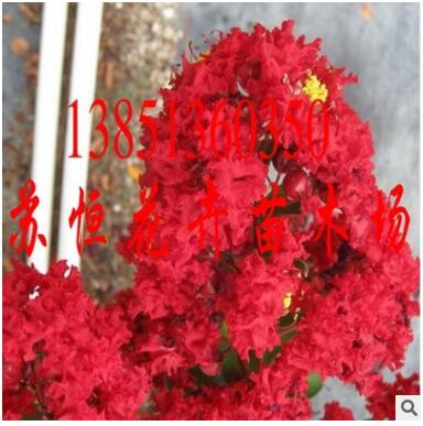 批发正宗美国红火球紫薇苗 大红花紫薇花苗 红火球紫薇基地图2