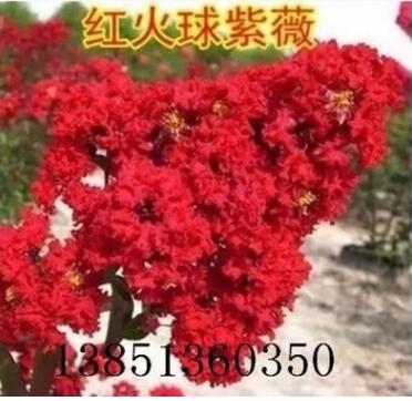 批发正宗美国红火球紫薇苗 大红花紫薇花苗 红火球紫薇基地图3