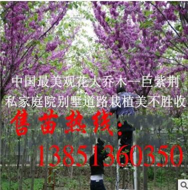 批发巨紫荆小苗 大量供应巨紫荆苗 巨紫荆种子 巨紫荆基地图3
