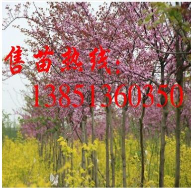 批发巨紫荆小苗 大量供应巨紫荆苗 巨紫荆种子 巨紫荆基地图2