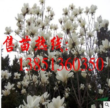 批发紫玉兰苗 黄玉兰树紫玉兰树苗基地 白玉兰苗 大规格工程苗图2