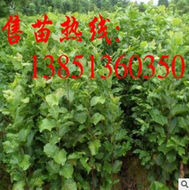 批发紫玉兰苗 黄玉兰树紫玉兰树苗基地 白玉兰苗 大规格工程苗图3