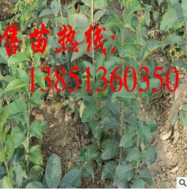 批发流苏树小苗 大规格流苏树苗 流苏种子 流苏苗基地图3