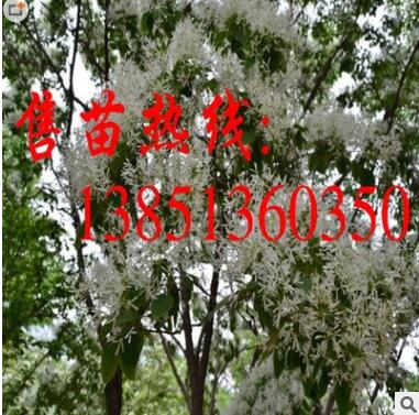 批发流苏树小苗 大规格流苏树苗 流苏种子 流苏苗基地图2