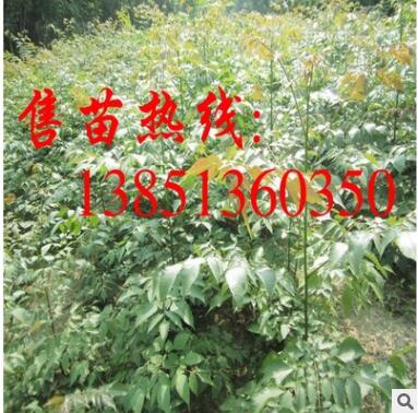 批发栾树小苗 栾树苗 大规格栾树树苗 栾树基地 栾树种子图2