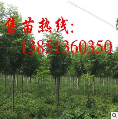 批发栾树小苗 栾树苗 大规格栾树树苗 栾树基地 栾树种子图3