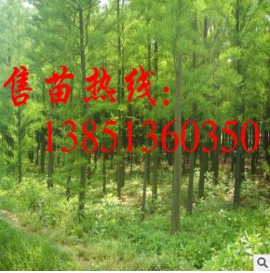 批发水杉树小苗 水杉树苗 大规格工程苗 水杉苗基地 水杉小苗图3