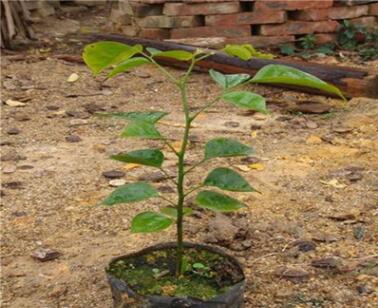 基地直销菩提树苗佛教魂宝菩提榕树苗平安树庭院绿植造林批发图2