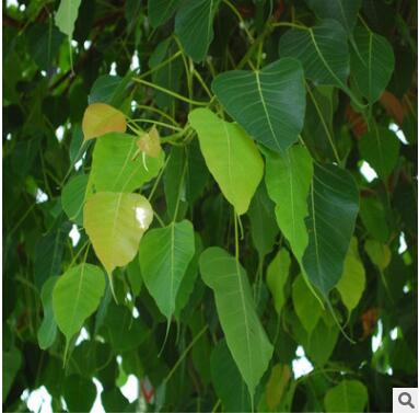 基地直销菩提树苗佛教魂宝菩提榕树苗平安树庭院绿植造林批发图3