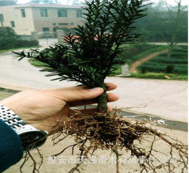 曼地亚红豆杉原产地 供应美国引种红豆杉2年1号粗杆苗盆栽优质苗图3