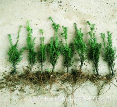 曼地亚红豆杉原产地 供应美国引种红豆杉2年1号粗杆苗盆栽优质苗图2