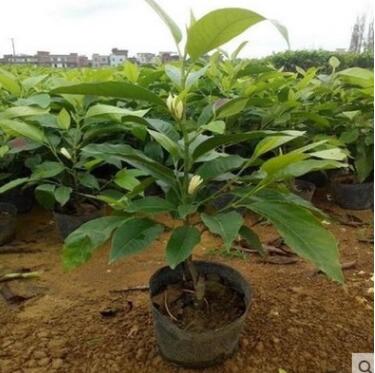 浓香花卉 白兰花 室内绿色植物盆栽 办公室客厅花草绿植 净化空气图2