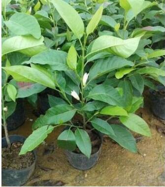 浓香花卉 白兰花 室内绿色植物盆栽 办公室客厅花草绿植 净化空气图3