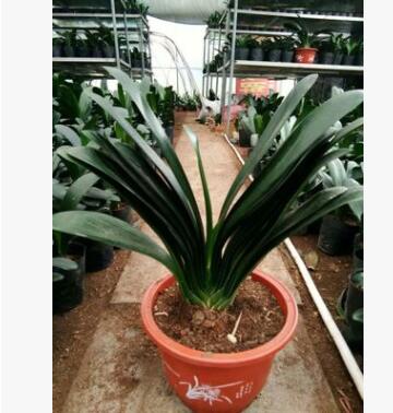 君子兰小苗盆景花卉君子兰净化空气君子兰苗 君子兰花盆栽图2
