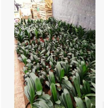 君子兰小苗盆景花卉君子兰净化空气君子兰苗 君子兰花盆栽图3