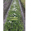 浙江白花毛鹃色块苗/宁波白花毛鹃色块苗供应/白花毛鹃色块苗批