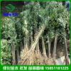 直供绿化批发 栾树 规格全 北栾 黄山栾树 行道树木