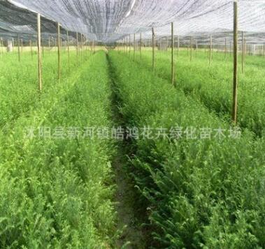 盆栽 南方红豆杉树苗 红豆杉树苗 红豆杉盆景 批发图3