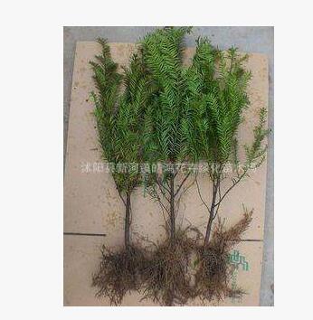 盆栽 南方红豆杉树苗 红豆杉树苗 红豆杉盆景 批发图2