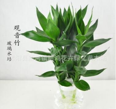 水培观音竹 盆栽花卉 室内植物防辐射莲花竹观音竹开运竹水培竹子图2