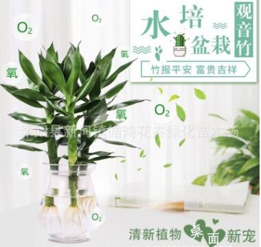 水培观音竹 盆栽花卉 室内植物防辐射莲花竹观音竹开运竹水培竹子图3