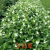 大小规格喷雪花130盆30000盆价格10元基地