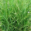 江苏供应斑叶芒规格齐全