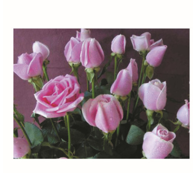 玛丽亚 玫瑰苗，鲜花花彩玫， 云南四季玫瑰苗木，花苗批发