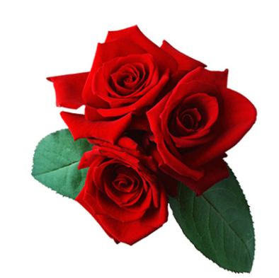 法国红瑰苗盆栽花苗品种切花玫瑰种苗法兰西玫瑰云南玫瑰月季基地