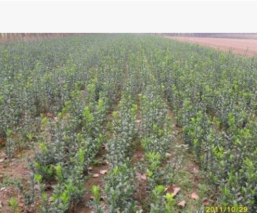 常青树冬青小苗 专业绿化苗株高20-200冬青球 道路绿化用冬青苗图3