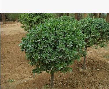 常青树冬青小苗 专业绿化苗株高20-200冬青球 道路绿化用冬青苗图2