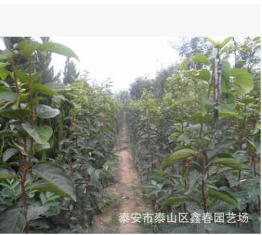 甜柿子树、南方种植柿子树、北方种植柿子树图2