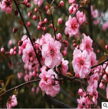基地直销美人梅 庭院观赏植物美人梅 量大优惠各种规格美人梅图2