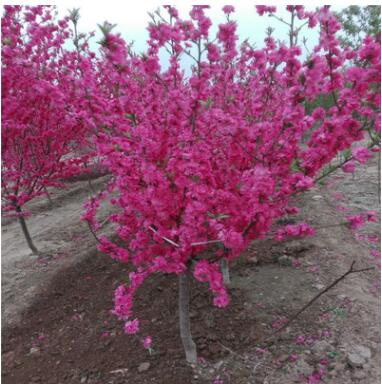 基地直销美人梅 庭院观赏植物美人梅 量大优惠各种规格美人梅图3