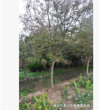 百日红3-15公分紫薇树、百日红树图3