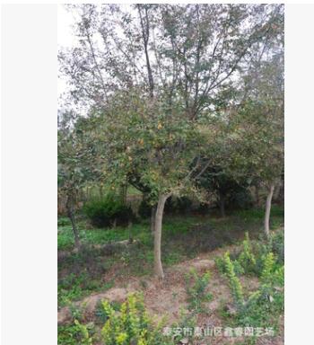 百日红3-15公分紫薇树、百日红树图2