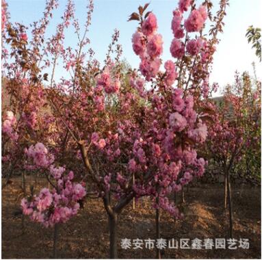 优质绿化树苗 观赏类绿化树 各种规格樱花树 大量批发3公分樱花图2