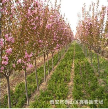 优质绿化树苗 观赏类绿化树 各种规格樱花树 大量批发3公分樱花图3