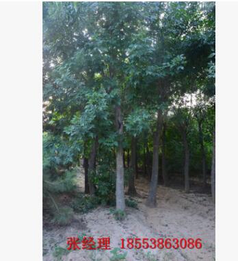 白腊树 特供一级优质白蜡树 大量批发图2