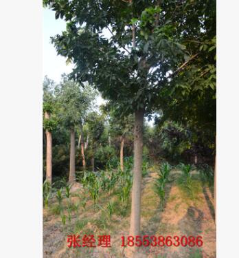 白腊树 特供一级优质白蜡树 大量批发图3