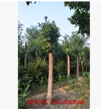 白腊树 特供一级优质白蜡树 大量批发