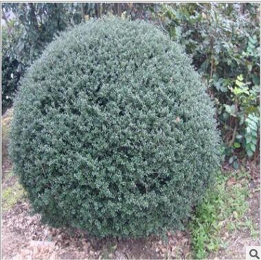 基地直销冬青树苗 3-20公分冬青树苗 常青树 优质冬青苗图3