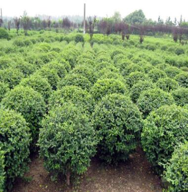 基地直销冬青树苗 3-20公分冬青树苗 常青树 优质冬青苗图2