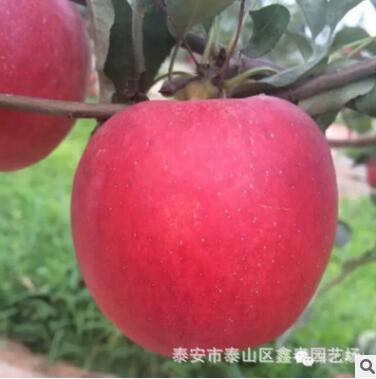 m9t337苹果树苗 现货供应高品质 成活率高 砧木m9t337苹果苗图3