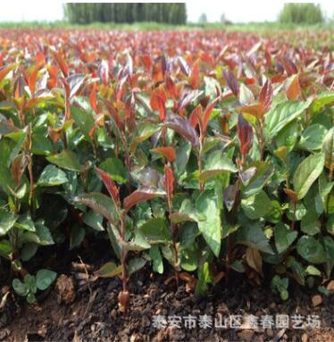 m9t337苹果树苗 现货供应高品质 成活率高 砧木m9t337苹果苗图2