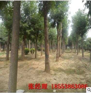 生源地直销白蜡树 质美量大价优 大量批发无中间商优质白蜡树图3