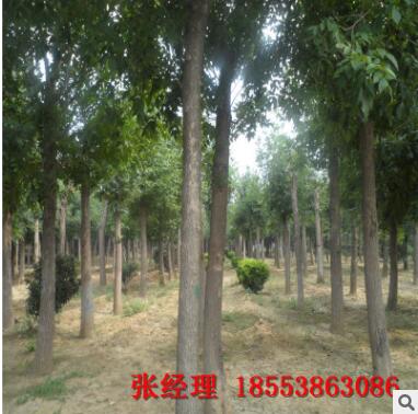 生源地直销白蜡树 质美量大价优 大量批发无中间商优质白蜡树图2